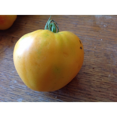 Tomaat Verna Orange